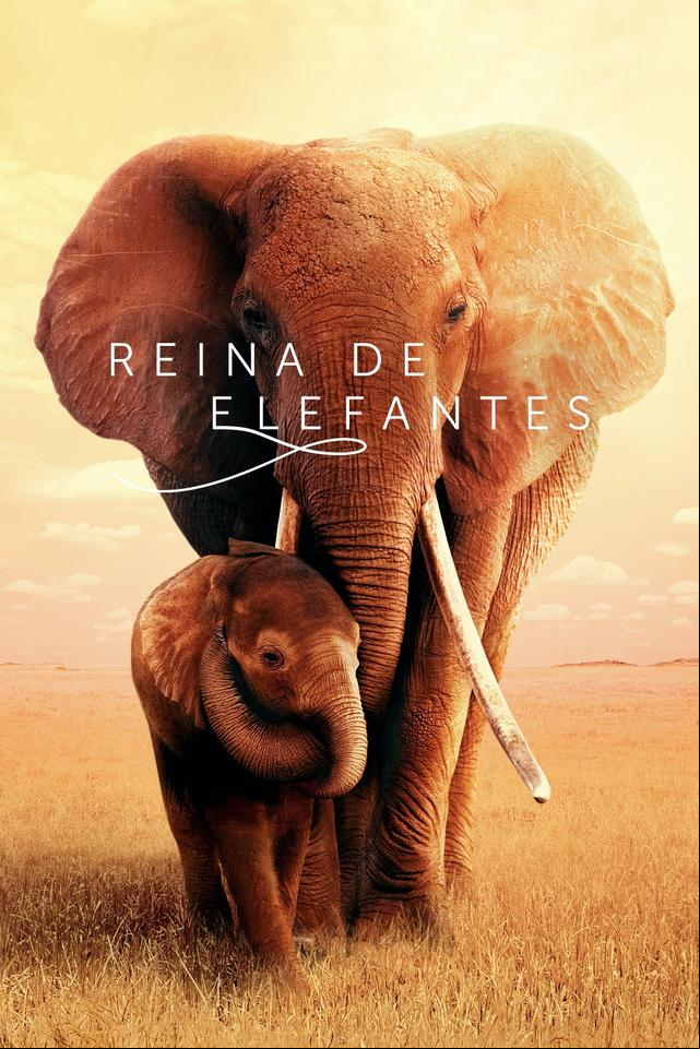 Reina de elefantes