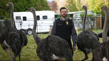 Animal Control 1x1